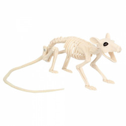 SQUELETTE DE RAT 46x7x10cm...