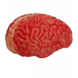 CERVEAU TAILLE HUMAINE