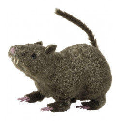 RAT AVEC POILS 21cm