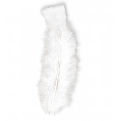 50 PLUMES BLANCHES ENV.10cm