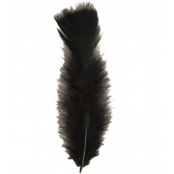 50 PLUMES NOIRES ENV.10cm